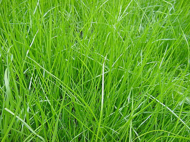 grass2 stock photo