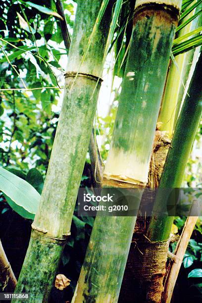 Bambú Foto de stock y más banco de imágenes de Bambú - Familia de la Hierba - Bambú - Familia de la Hierba, Bambú - Material, Bosque