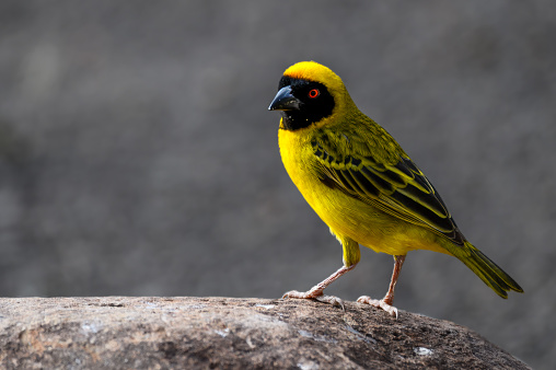 Male Southern Masked Weaver perched on a rock