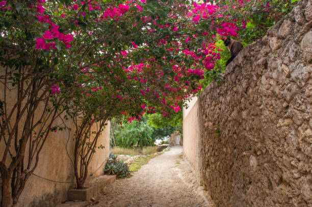 istock alley with flowers 1811160794
