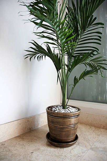 istock Green pot plant in pewter flowerpot 181116441
