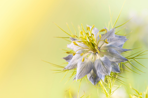 Nigella Love-in-a-mist flower
