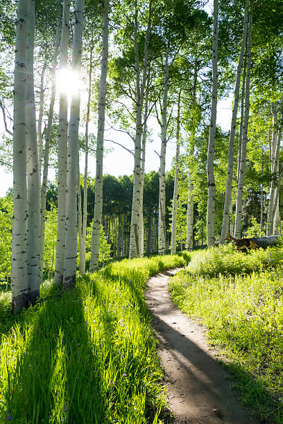 A beautiful summer hiking trail through Aspen Tree grove on Vail Colorado ski resort mountain