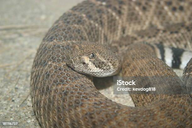 Photo libre de droit de Rattler banque d'images et plus d'images libres de droit de Crotale - Vipère à fossettes faciales - Crotale - Vipère à fossettes faciales, Crotale diamantin, Faune