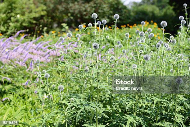 Cardo Erizo Foto de stock y más banco de imágenes de Aire libre - Aire libre, Azul, Cabeza de flor