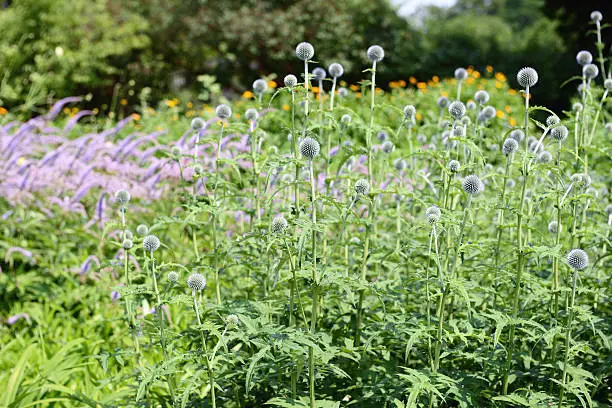 flowerbed with Globe Thistle (Echinops banaticus). In background Speedwell (Veronica spicata) flowers.