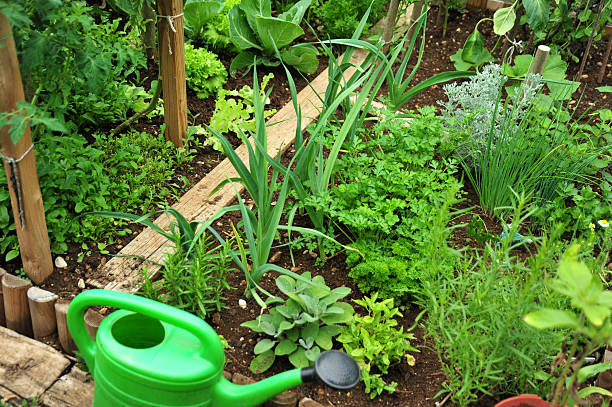 Vegetable garden Vegetable garden on a summer day. With tomatoes,salad,rocket/arugula,cabbage, herbs like rosemary,absinth wormwood,parsley,chive,tarragon,sage. With green watering can. tarragon horizontal color image photography stock pictures, royalty-free photos & images