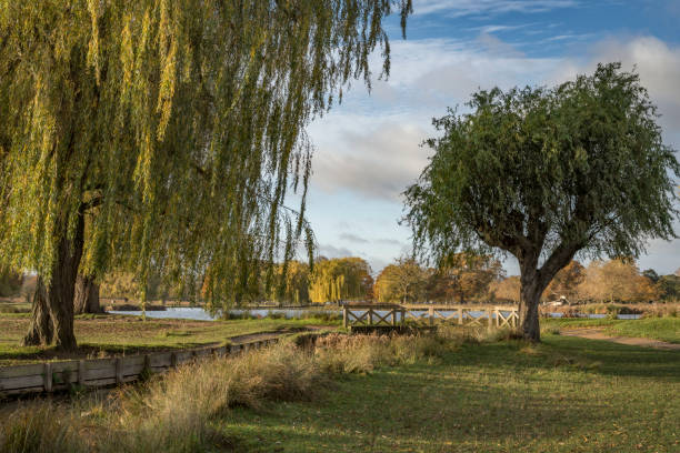 istock Weeping willow over stream Bushy Park in the autumn 1811170215