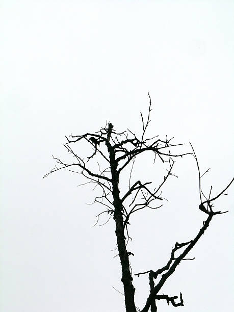 Dead Tree with 2 crows silhouette stock photo