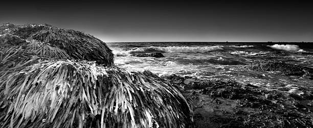 mound of seaweed by the sea stock photo