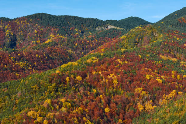 the red, ochre, yellow and green colors of autumn in the beech forests of the pyrenees in the vió valley, in the ordesa y monte perdido national park. huesca. aragon. spain - snow leaf branch winter imagens e fotografias de stock