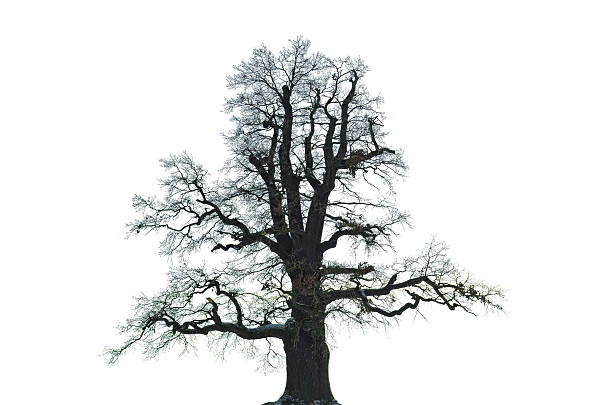 istock old oak in winter - isolated on white 181117594