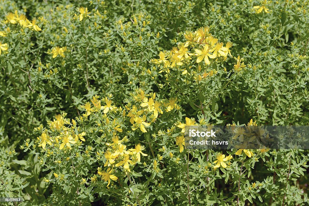 Hipericão (Hypericum perforatum) - Royalty-free Amarelo Foto de stock