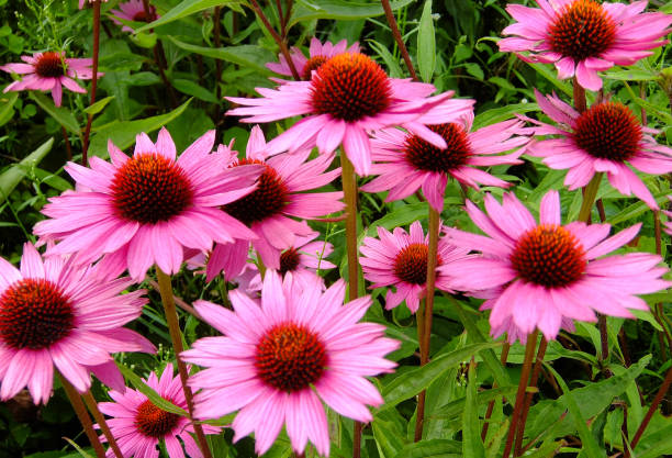 istock Purple Echinacea flowers 1811177449