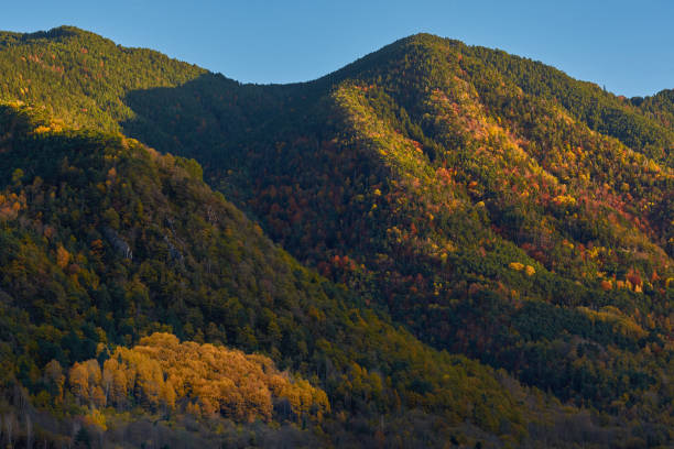 torla with the red, ochre, yellow and green colors of autumn in the beech forests of the pyrenees, in the ordesa and monte perdido national park. huesca. aragon. spain - snow leaf branch winter imagens e fotografias de stock