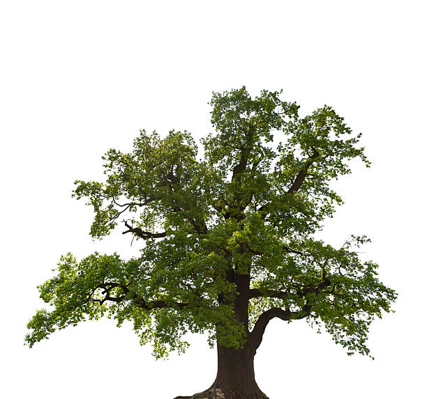 22 500 Oak Tree Cutout Stock Photos Pictures Royalty Free Images 22 500 Oak Tree Cutout Stock Photos Pictures Royalty Free Images