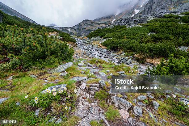 Photo libre de droit de Spruce Forêt banque d'images et plus d'images libres de droit de Affluence - Affluence, Arbre, Arbre à feuilles persistantes