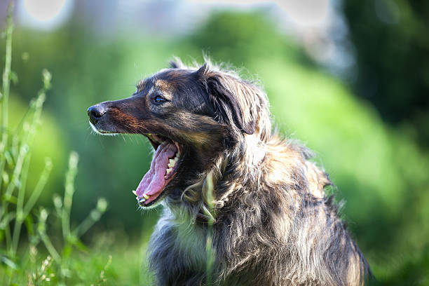 istock dog in the park - yawns 181119118
