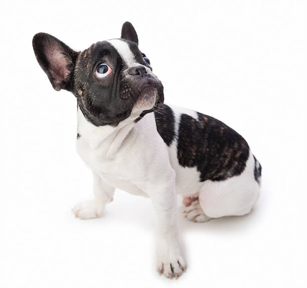 istock Puppy dog looking up 181119186