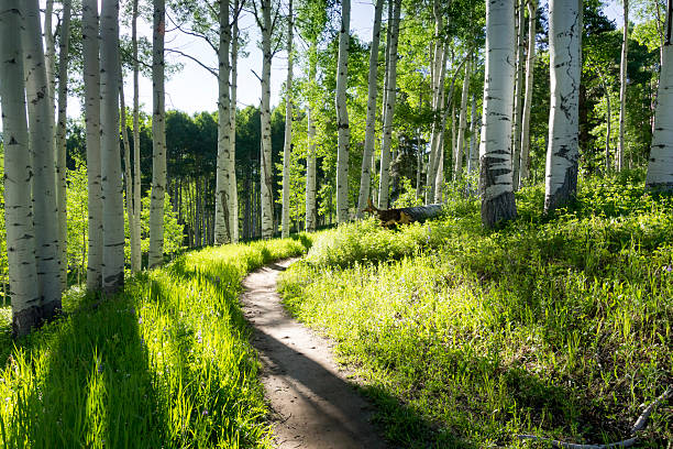 Beautiful Mountain Hiking Trail Through Aspen Trees of Vail Colorado stock photo