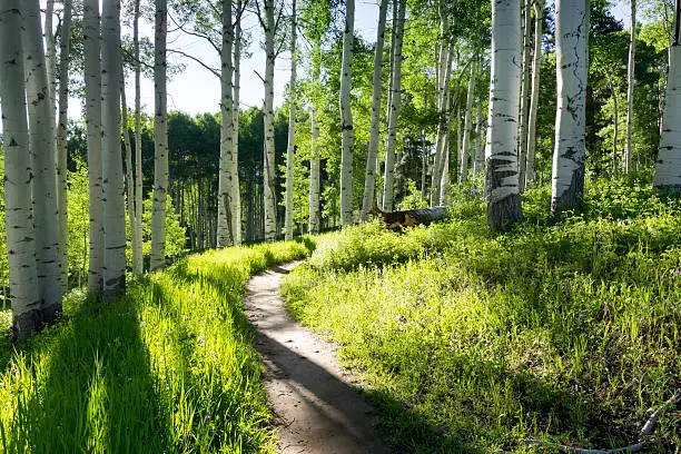 A beautiful summer hiking trail through Aspen Tree grove on Vail Colorado ski resort mountain