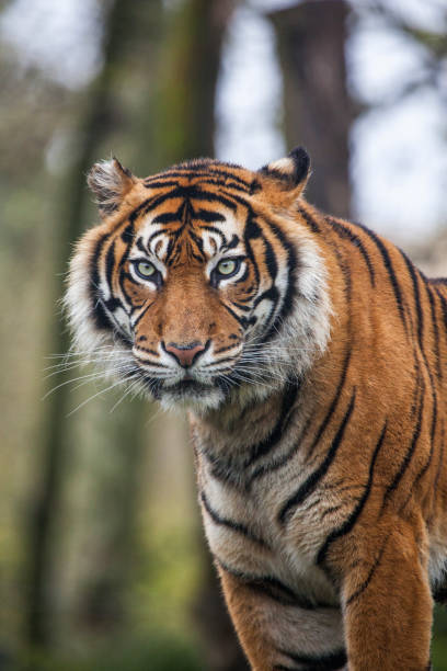tygrys – zdjęcie