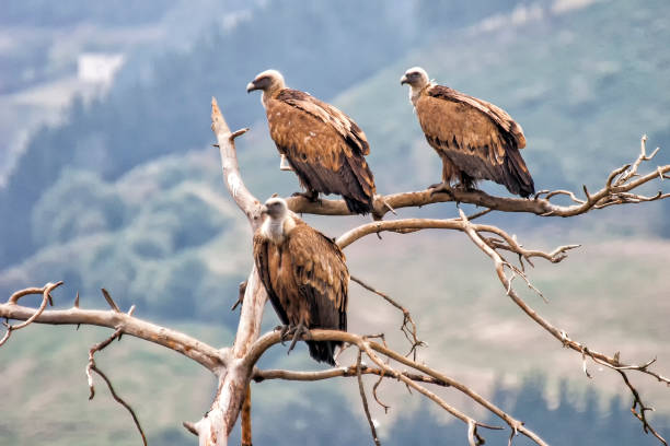 Abutres esperando - foto de acervo