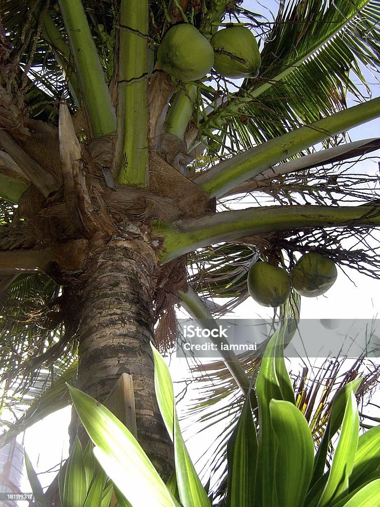 Árvore de coco - Foto de stock de Coco royalty-free