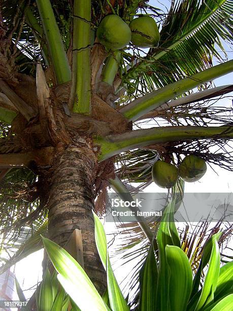 Coco Дерево — стоковые фотографии и другие картинки Вертикальный - Вертикальный, Двигаться вверх, Дерево