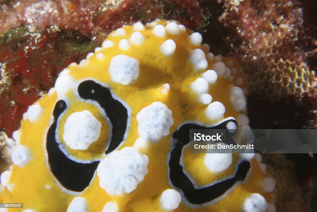 Nudibranquio negro y amarillo - Foto de stock de Agua libre de derechos