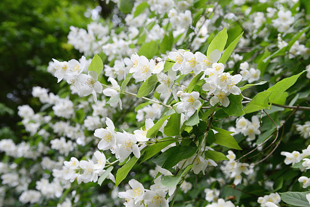 dogwood inglês (philadelphus coronarius) - hydrangea white flower flower bed imagens e fotografias de stock