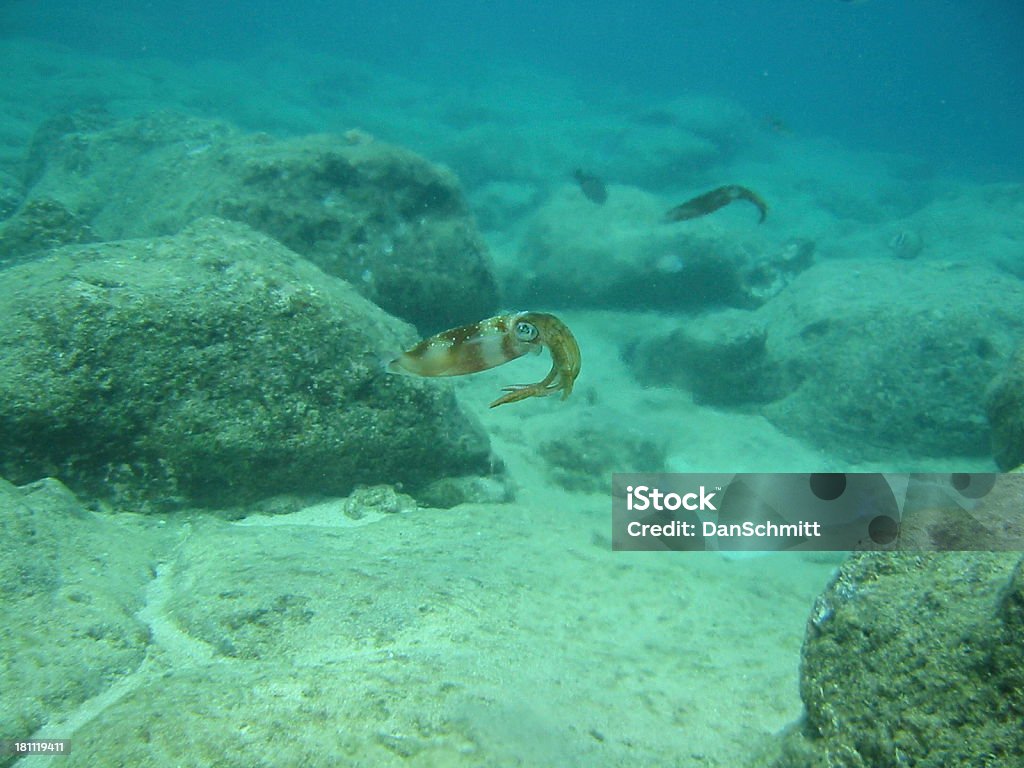 Reef Squid на скалы - Стоковые фото Вода роялти-фри