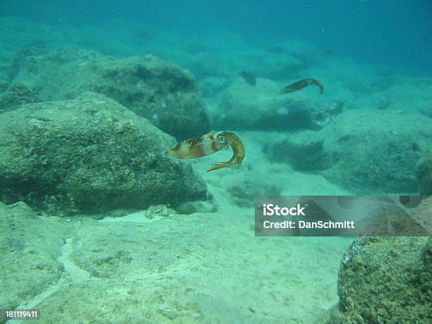 Reef Squid На Скалы — стоковые фотографии и другие картинки Вода - Вода, Горизонтальный, Животное