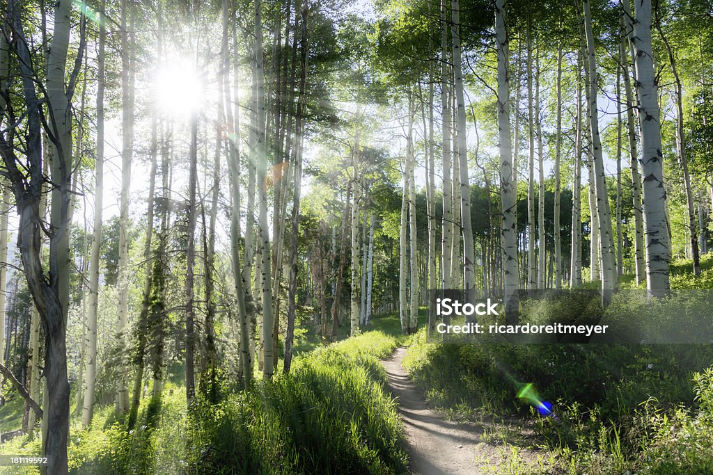 Beautiful Mountain Hiking Trail Through Aspen Trees of Vail Colorado A beautiful summer hiking trail through Aspen Tree grove on Vail Colorado ski resort mountain Colorado Stock Photo