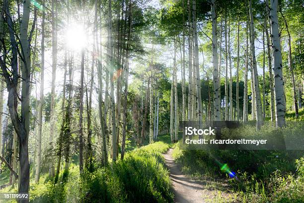 Beautiful Mountain Hiking Trail Through Aspen Trees Of Vail Colorado Stock Photo - Download Image Now