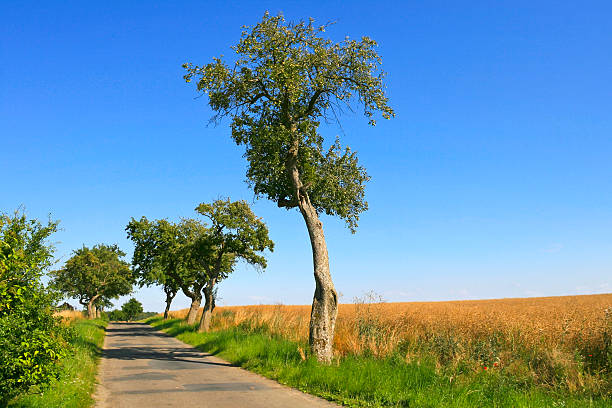 Beautiful country road on the late summer afternoon. (Was seen in the Uckermark, Brandenburg.)