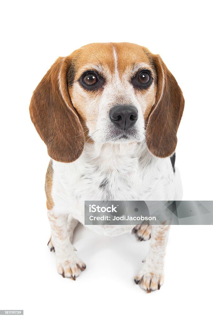 Beagle mirando a la cámara - Foto de stock de Almohadillas - Pata de animal libre de derechos