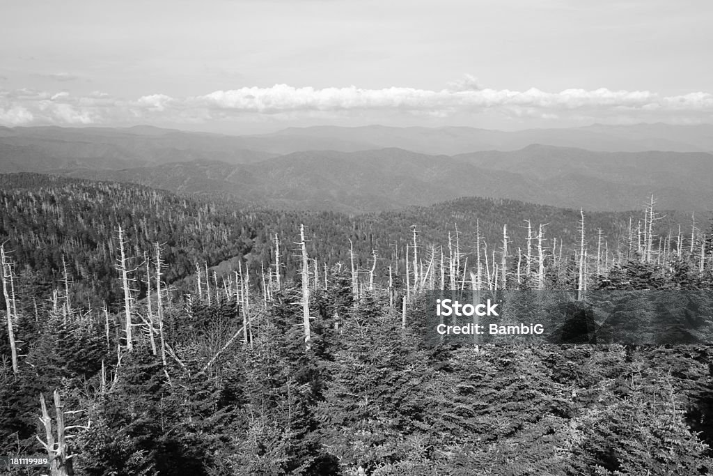 Smoky Mountains - Photo de Arbre libre de droits