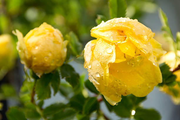 Horizontal outdoor garden shot of Persian Yellow roses after a storm.