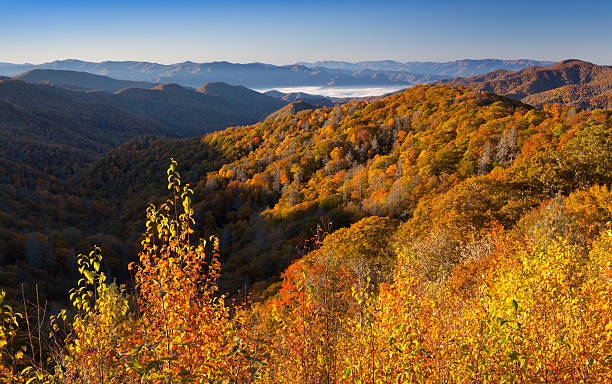 otoño montañas apalaches - great smoky mountains great smoky mountains national park leaf autumn fotografías e imágenes de stock