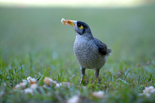 Noisy Miner stock photo