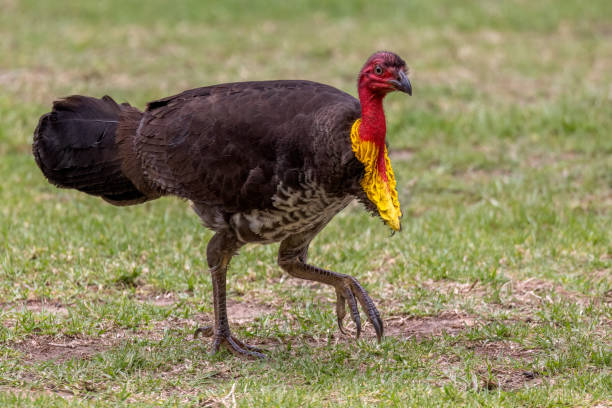 Australian Brush Turkey on the grass