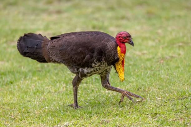 istock Australian Brush Turkey foraging 1811206195
