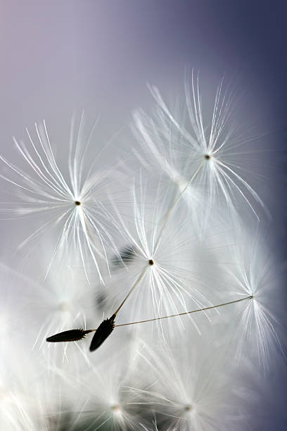 istock Macro Shot Of Dandelion Seed With Water Drops 181120655