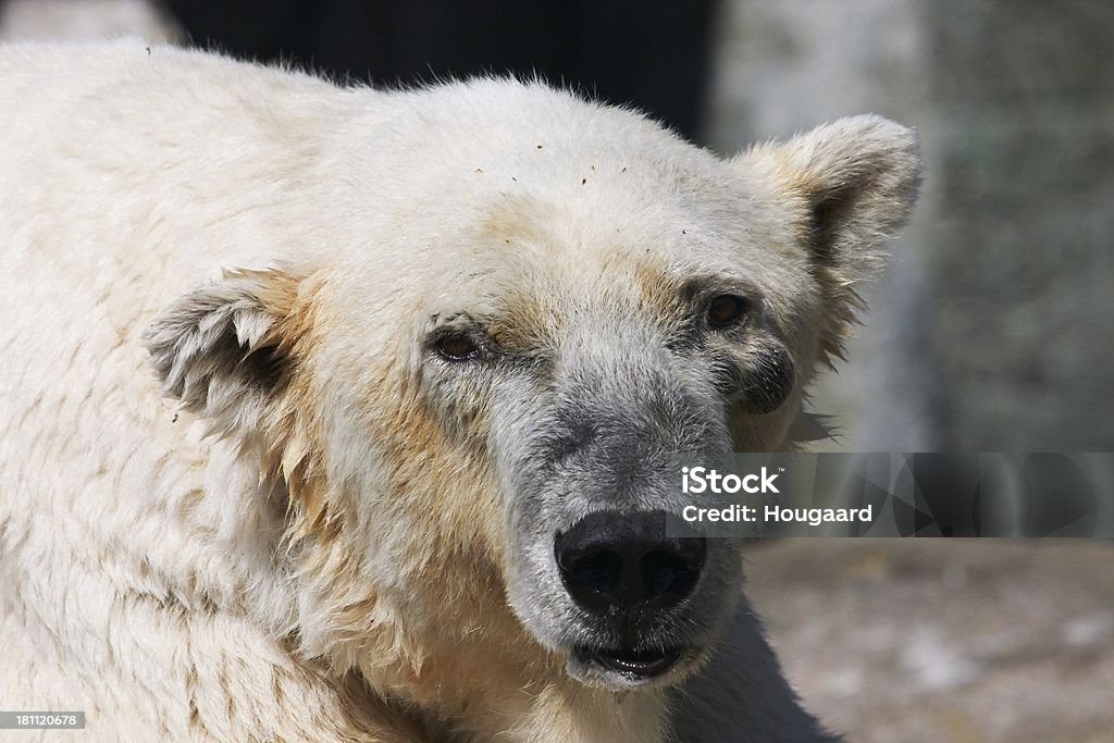 World Oldest Polar Bear Stock Photo - Download Image Now - Animal, Animals  In Captivity, Arctic - iStock