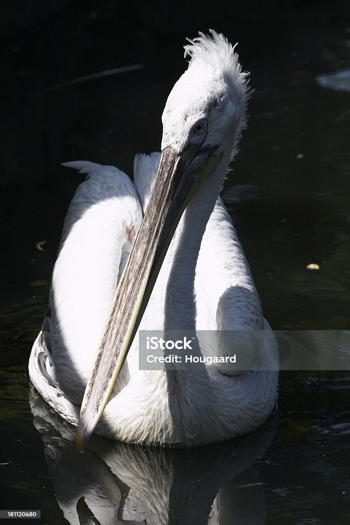 Pelican en la luz del sol - Foto de stock de Agua libre de derechos