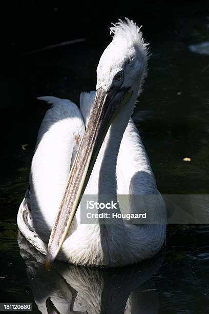 Pelican En La Luz Del Sol Foto de stock y más banco de imágenes de Agua - Agua, Animal, Blanco - Color