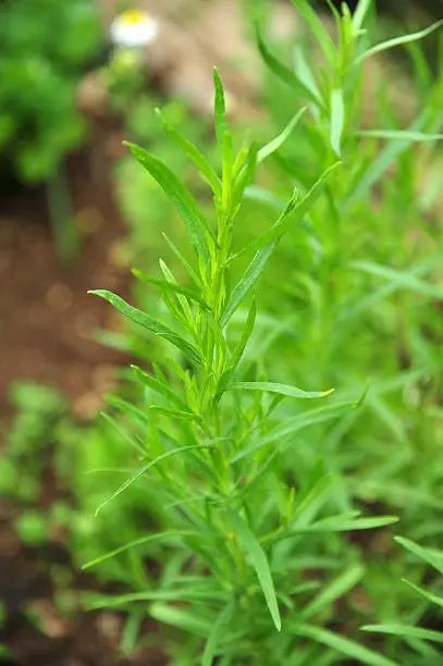 Close up photo of fresh tarragon/Artemisia dracunculus in herb garden.