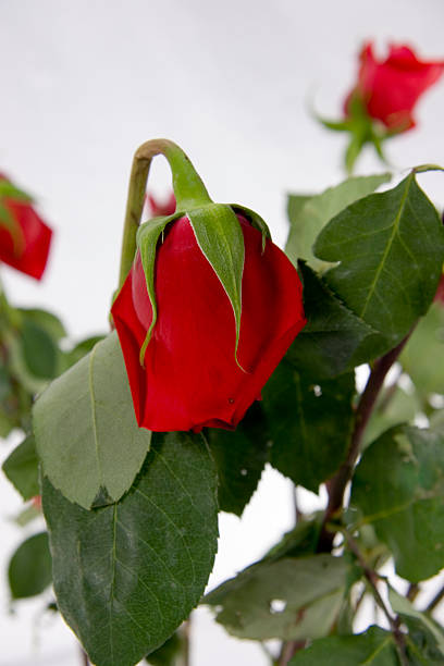 Wilting Rose stock photo