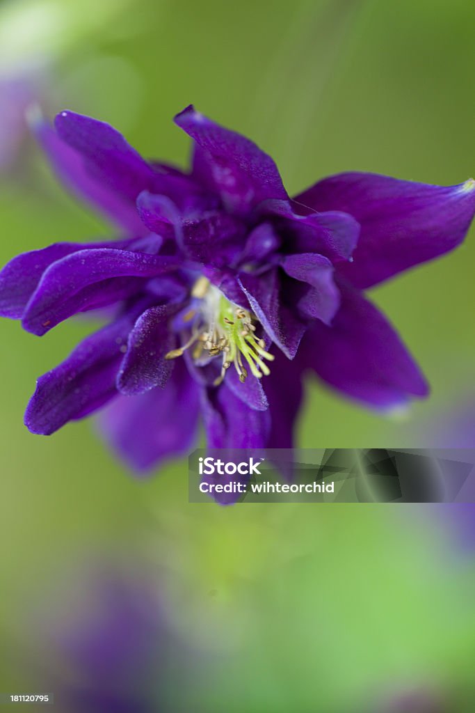 macro de flores - Foto de stock de Aire libre libre de derechos